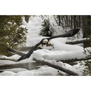 Canon RF 800mm f/5.6 L IS USM Lens Ideal for sports, wildlife, and journalism - Bundle - Reconditioned Canon