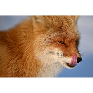 Nikon NIKKOR Z 400mm f/4.5 VR S Super-Telephoto Lens for Nikon Z Mount Cameras - Bundle