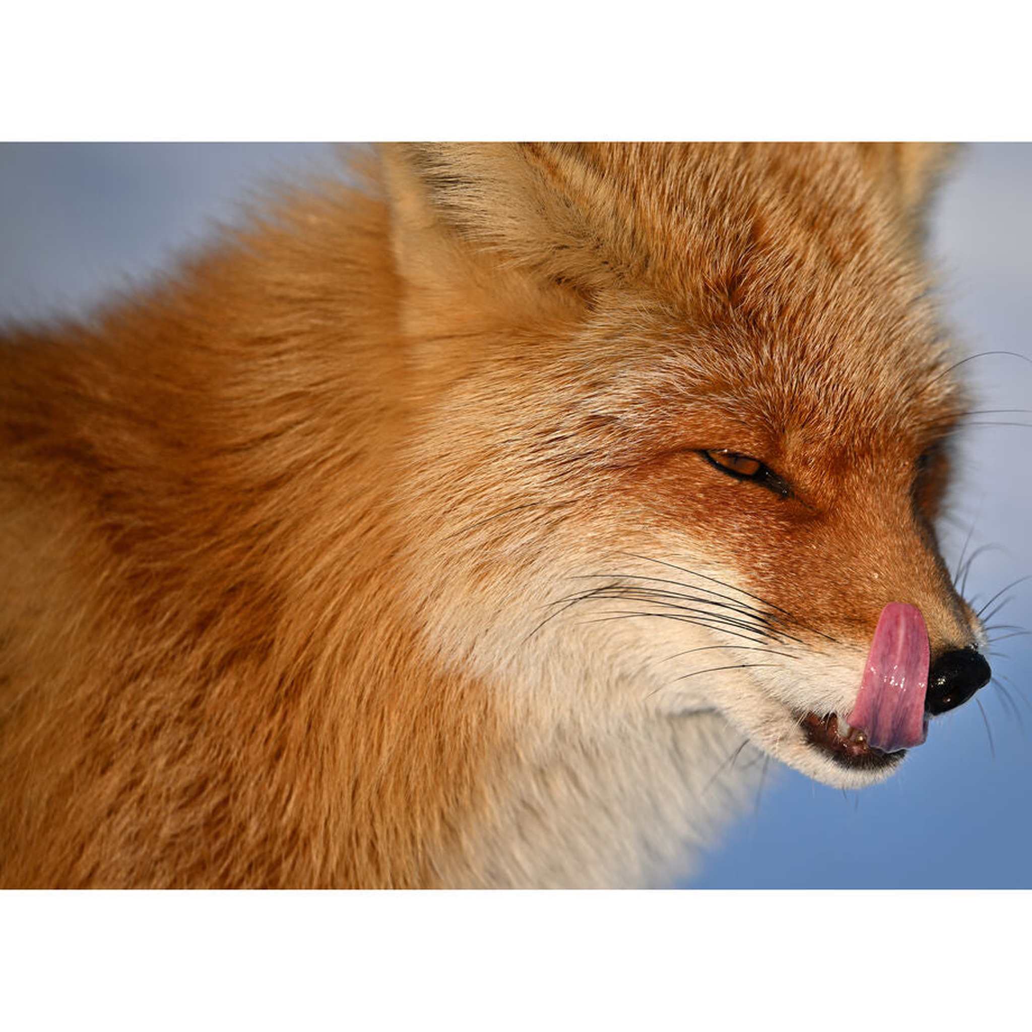 Nikon NIKKOR Z 400mm f/4.5 VR S Super-Telephoto Lens for Nikon Z Mount Cameras - Bundle