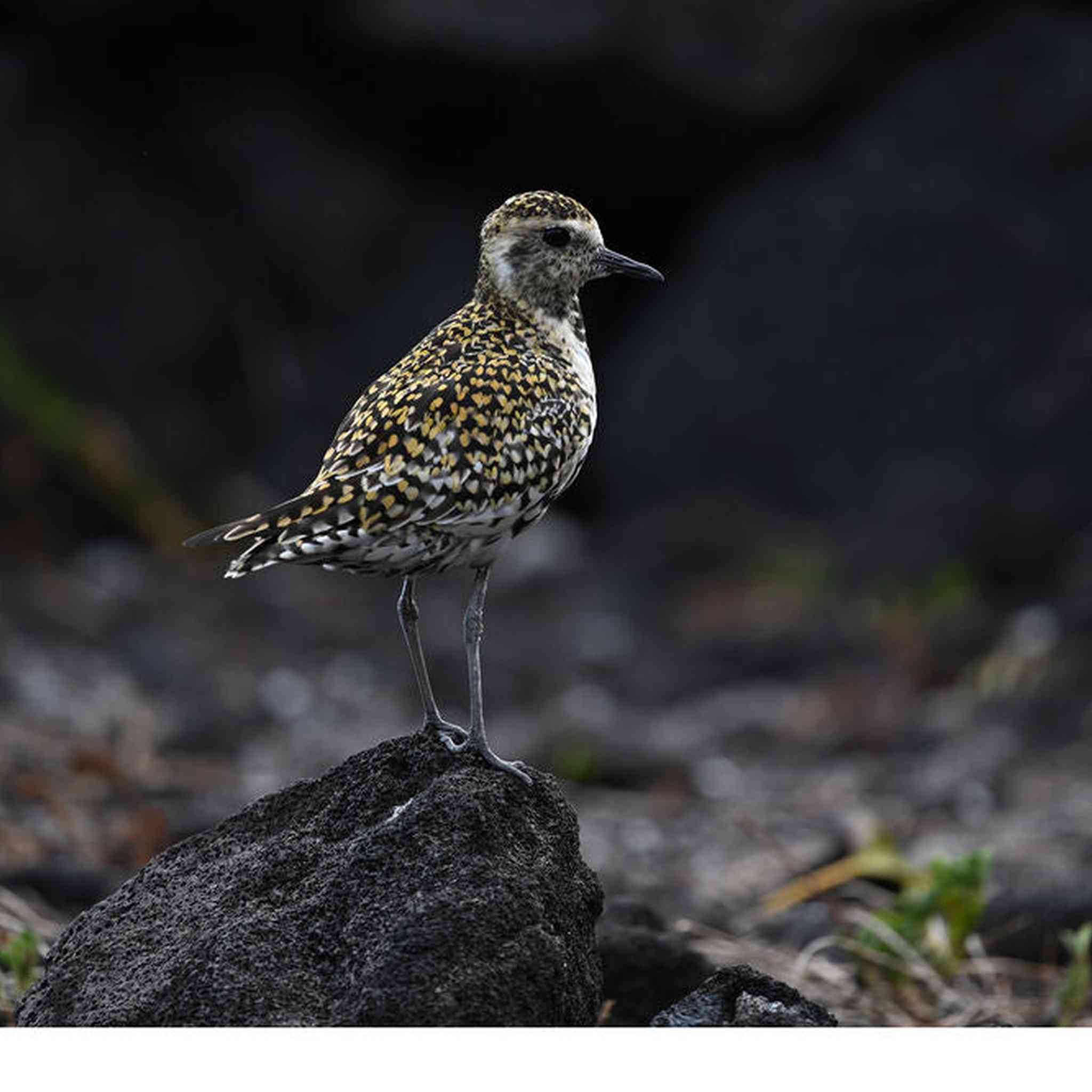 Nikon NIKKOR Z 400mm f/4.5 VR S Super-Telephoto Lens for Nikon Z Mount Cameras - Bundle