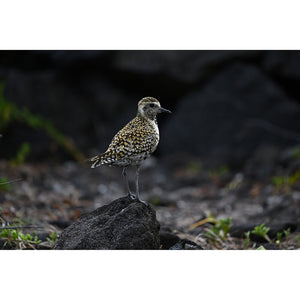 Nikon NIKKOR Z 400mm f/4.5 VR S Super-Telephoto Lens for Nikon Z Mount Cameras - Bundle