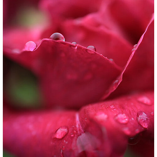 Canon RF 24mm f/1.8 Macro IS STM Lens 5668C002 + Filter Kit + Cap Keeper - Bundle -