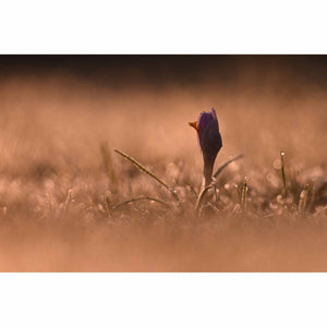 Nikon NIKKOR Z 180-600mm f/5.6-6.3 VR Lens Nikon Z 20117 + FTZ II Adapter - Bundle