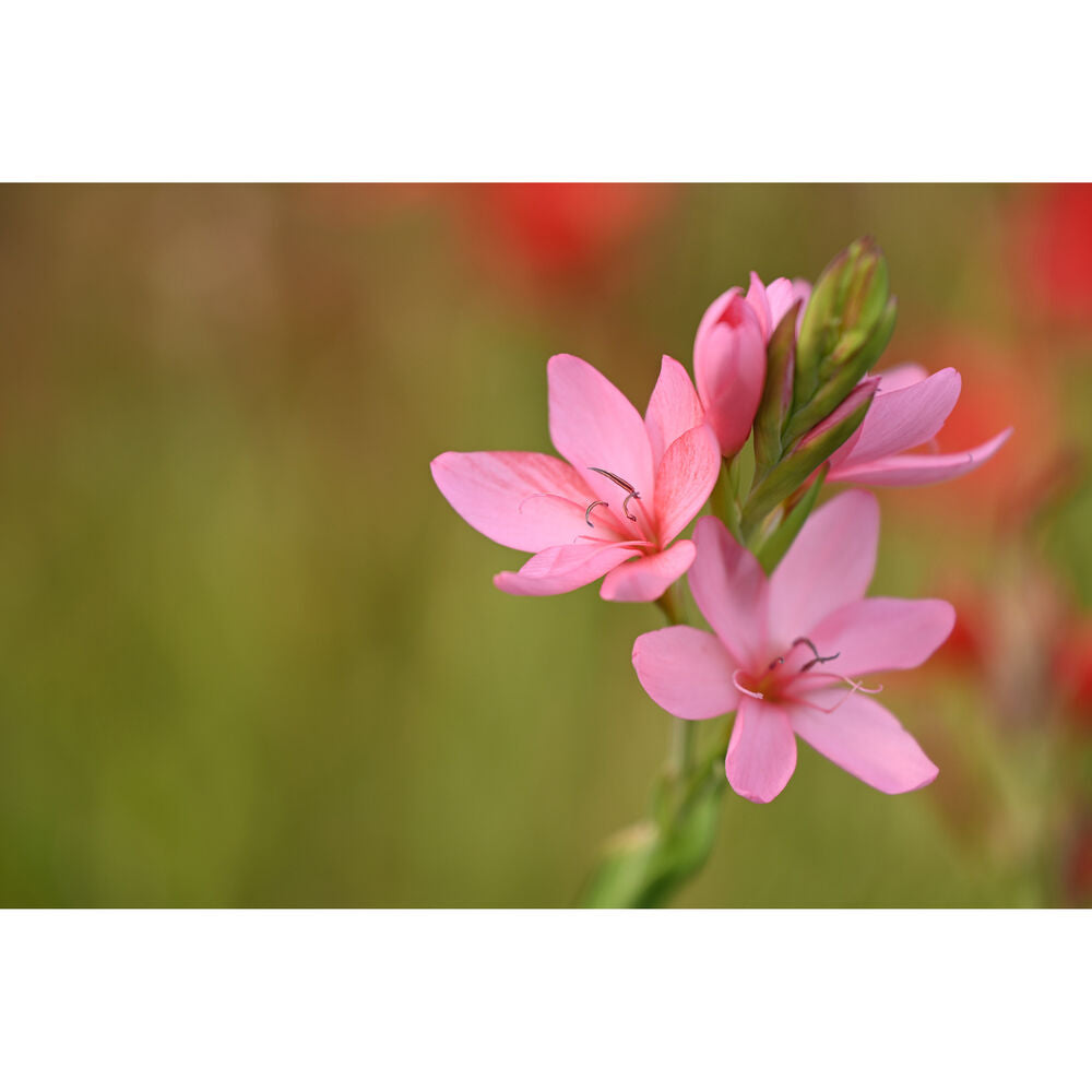 Nikon - NIKKOR Z 70-180mm f/2.8 Standard Zoom Lens for Z Mount Cameras 20120 - Bundle