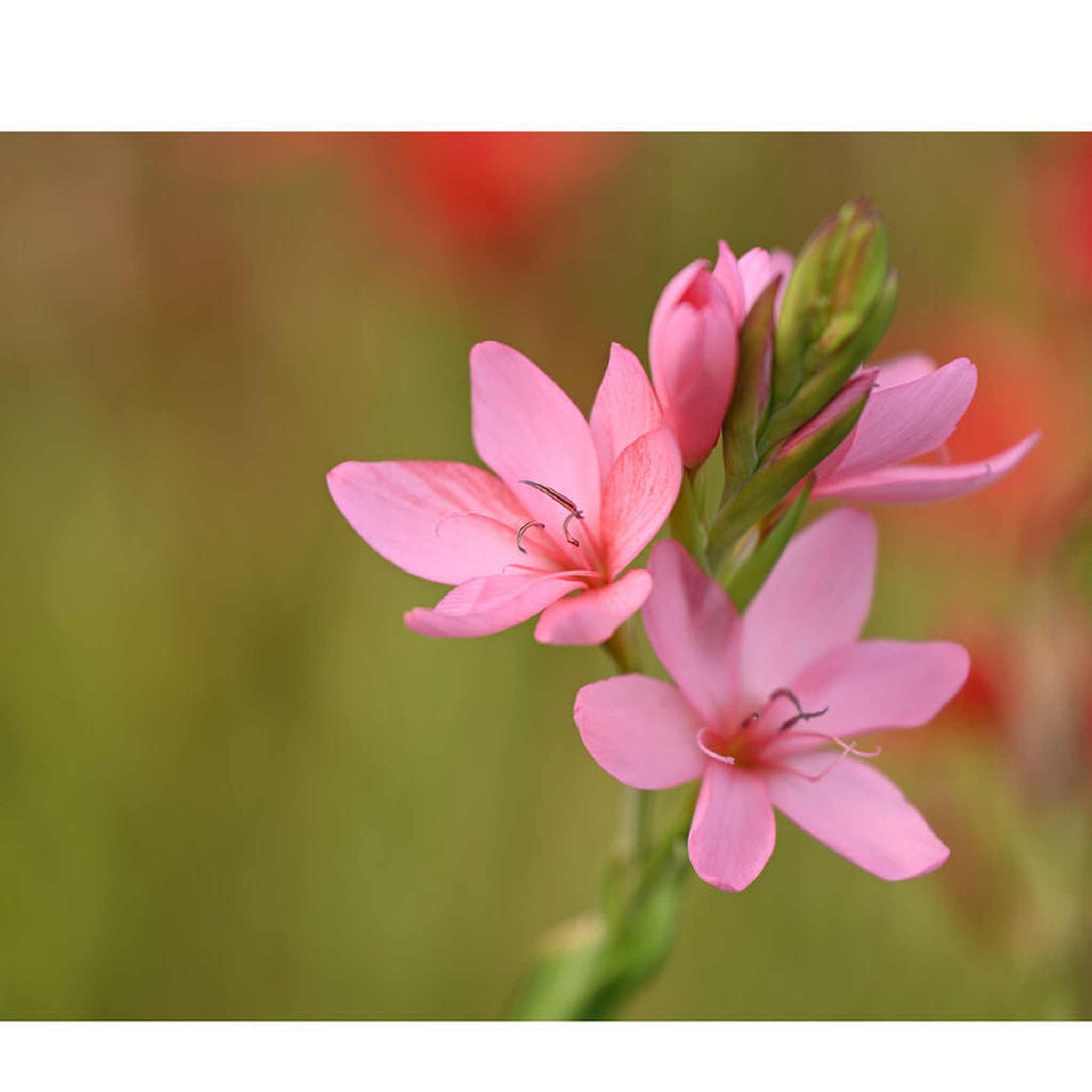 Nikon - NIKKOR Z 70-180mm f/2.8 Standard Zoom Lens for Z Mount Cameras 20120 - Bundle