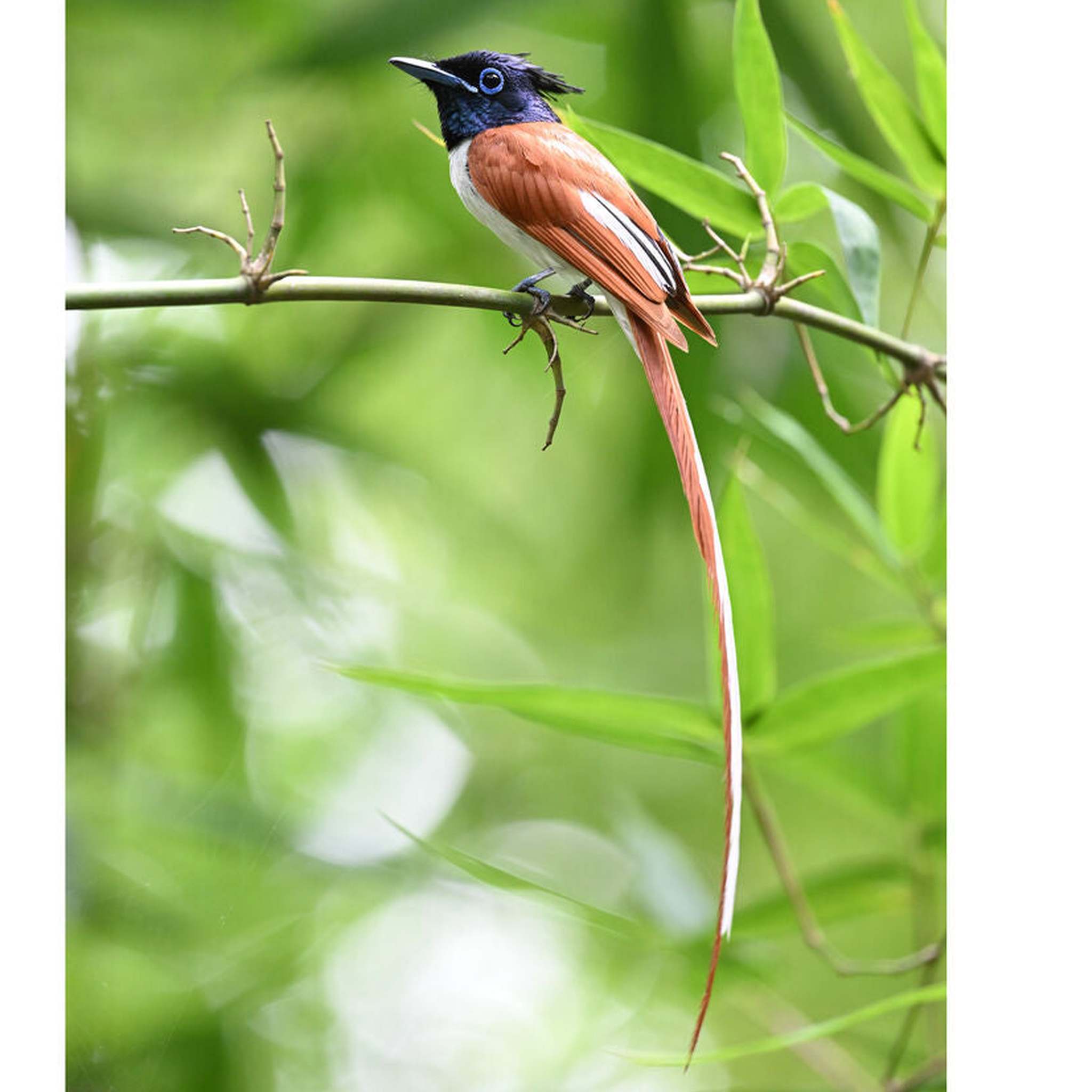 Nikon NIKKOR Z 600mm f/6.3 VR S Lens 20122 + 64GB Memory Card + BackPack - Bundle