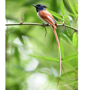 Nikon NIKKOR Z 600mm f/6.3 VR S Lens 20122 + 64GB Memory Card + BackPack - Bundle