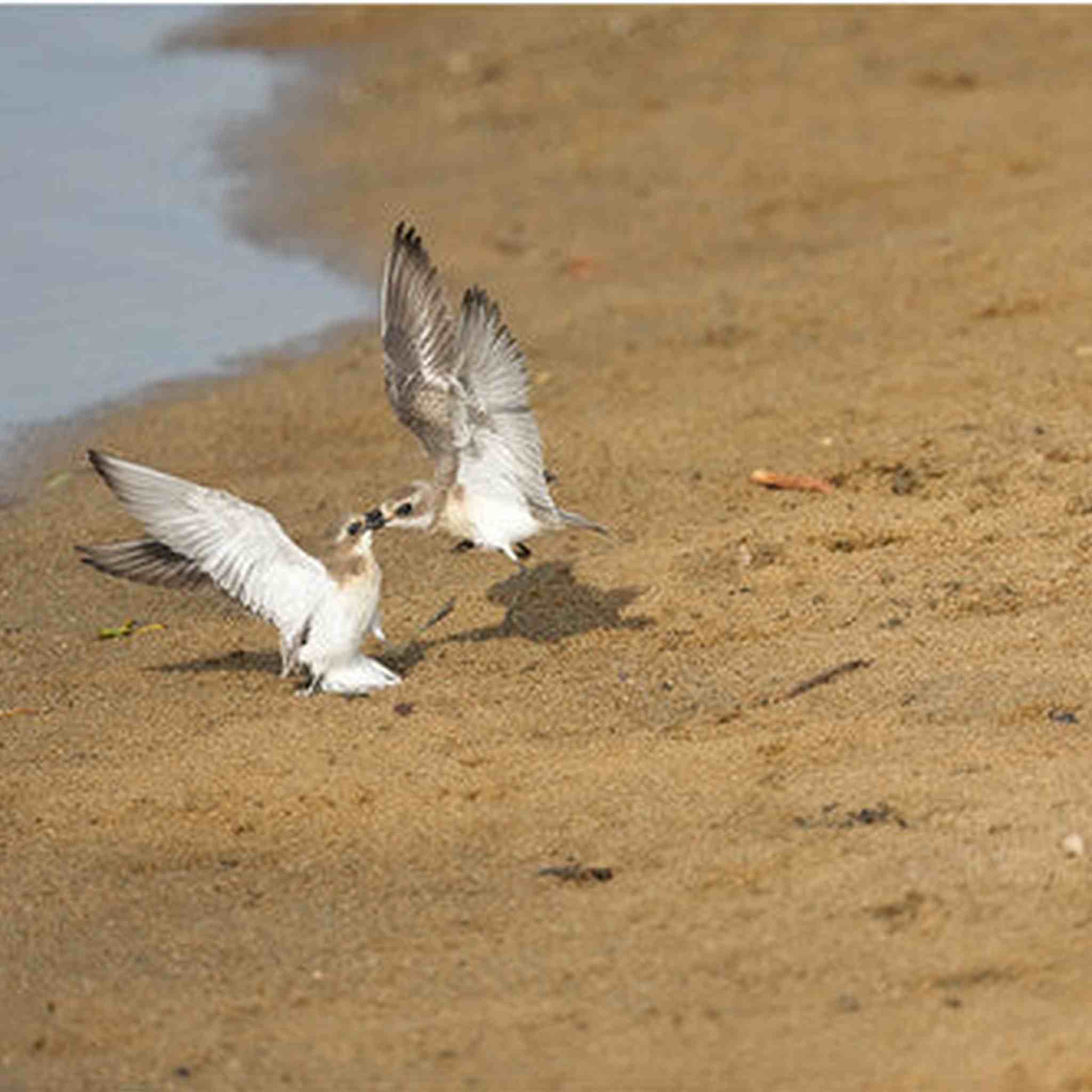 Sony Alpha a1 II Full-Frame Interchangeable Lens Mirrorless Camera + Mic System Bundle