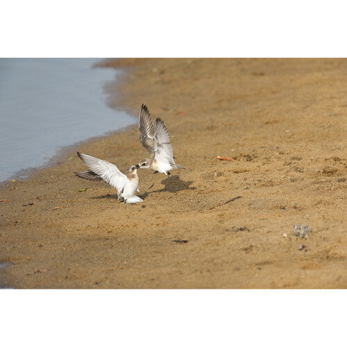 Sony Alpha a1 II Full-Frame Interchangeable Lens Mirrorless Camera + Sony Lens Bundle