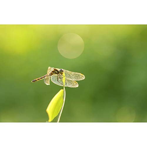 Sigma 105mm F2.8 DG DN Macro Art Sony E-mount