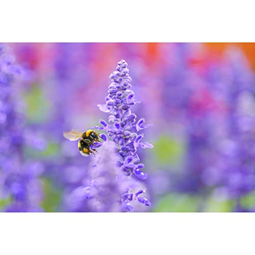 Sigma 105mm F2.8 DG DN Macro Art Sony E-mount