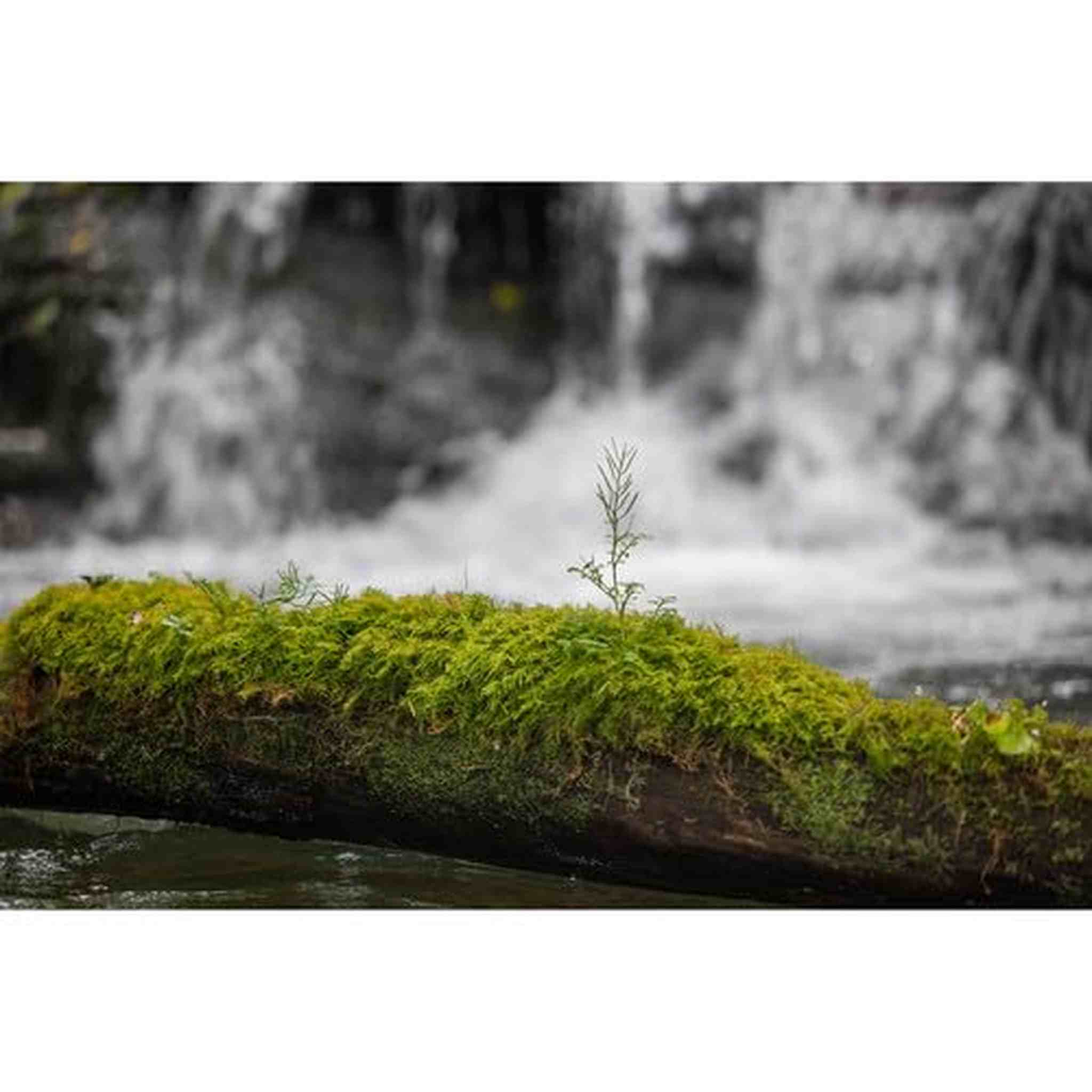 28-105mm F2.8 DG DN for L-Mount