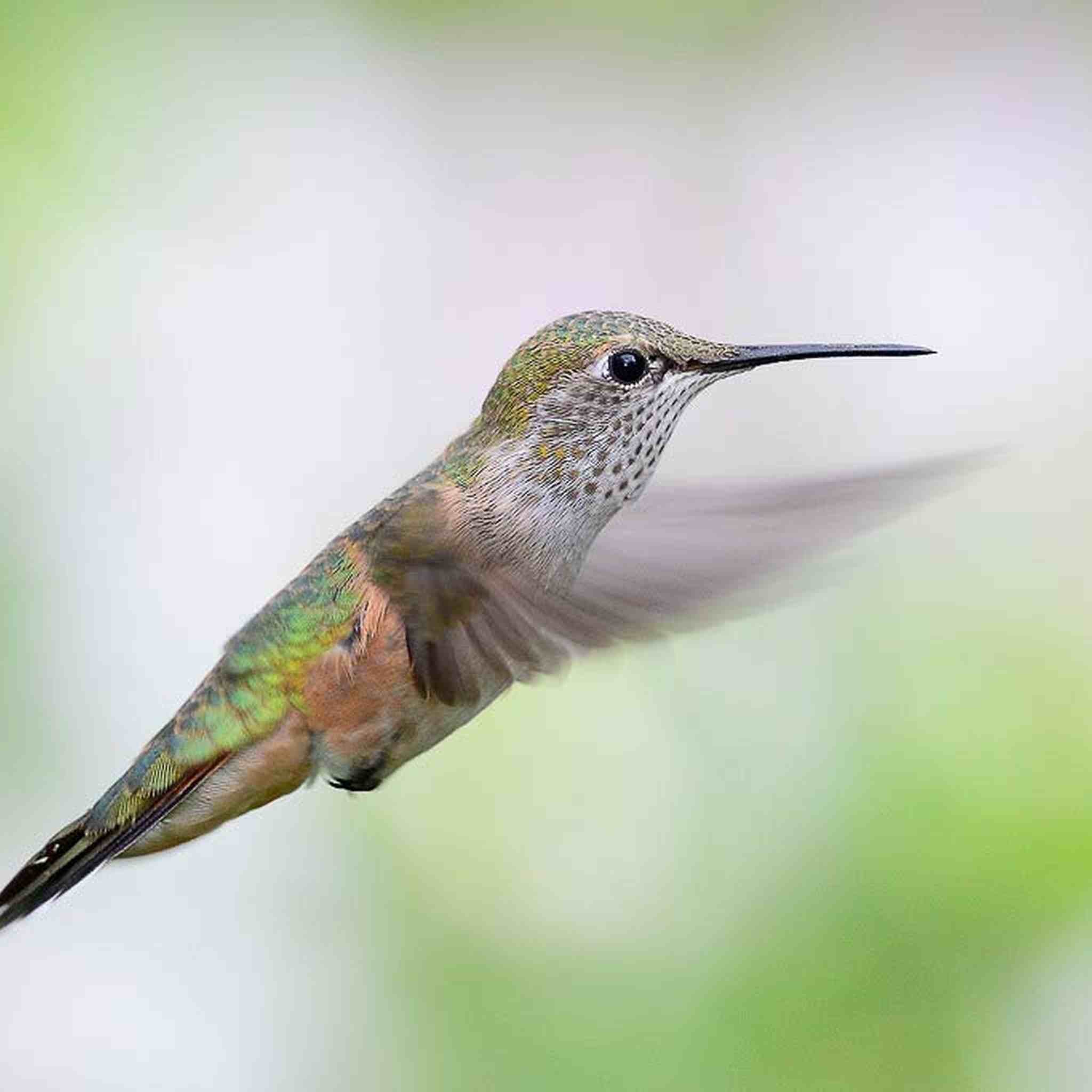 Nikon AF-S NIKKOR 800mm f/5.6E FL ED VR Lens - Autofocus - Super Telephoto - International Model - FX Format Bundle