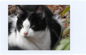 Fujifilm Instax Mini Instant Film for Fuji 7s 8 9 11 25 70 SP-1 SP-2 50 Films