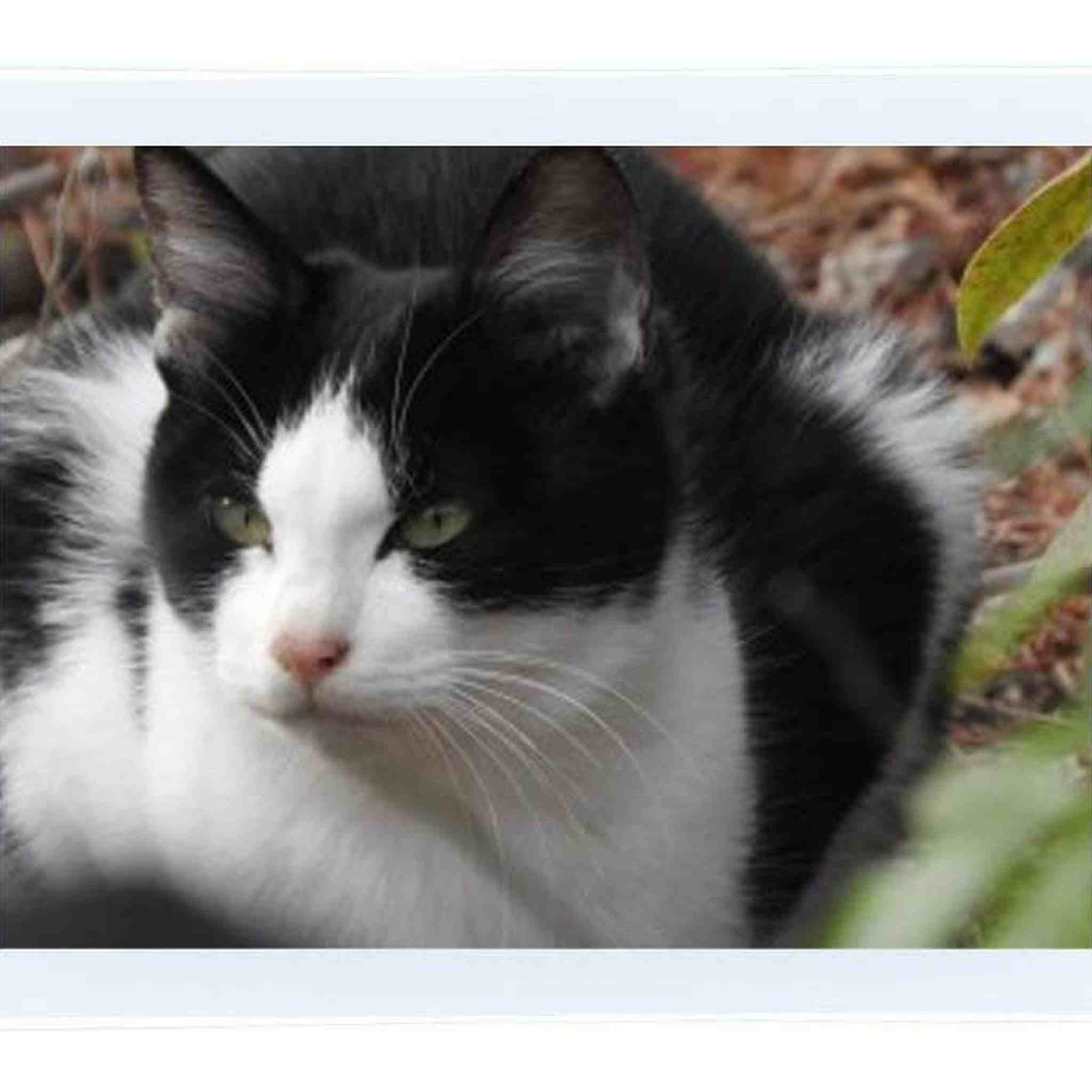 Fujifilm Instax Mini Instant Film, 2 x 10 Shots X 2Pack Total 40 Shots Value