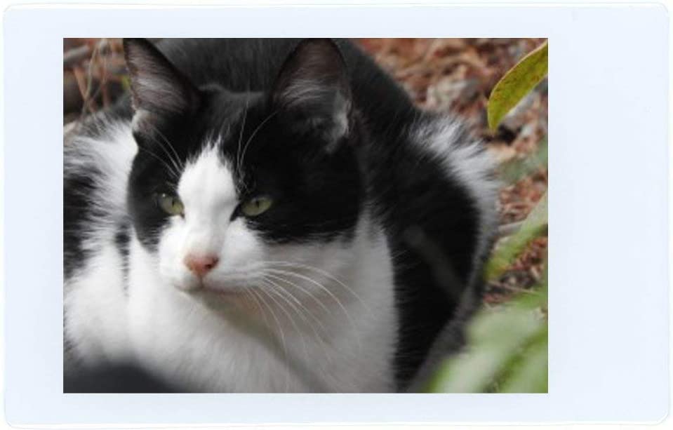 Fujifilm Instax Mini Instant Film, 2 x 10 Shots X 2Pack Total 40 Shots Value