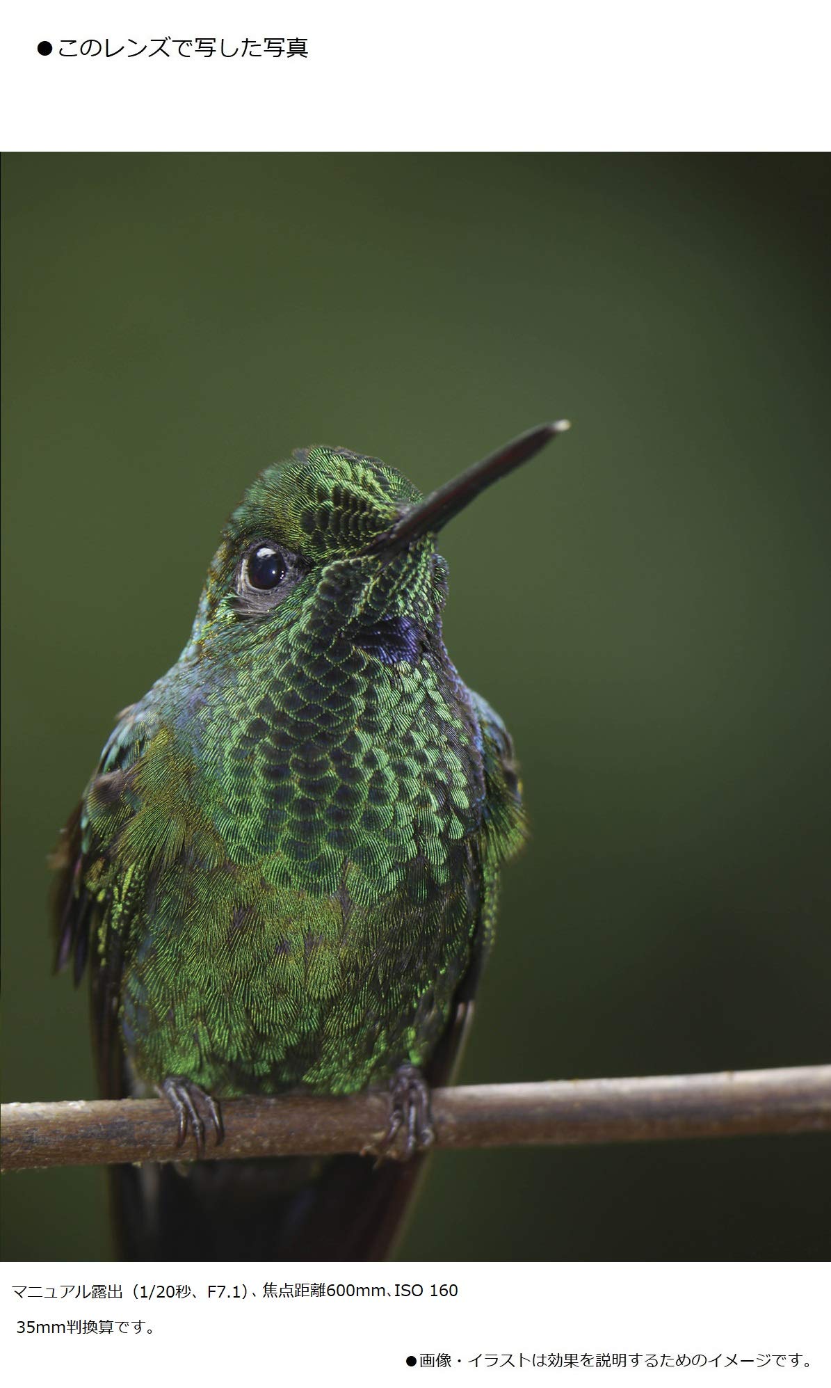 Panasonic Lumix G Vario 100-300mm f/4-5.6 II POWER O.I.S. Lens