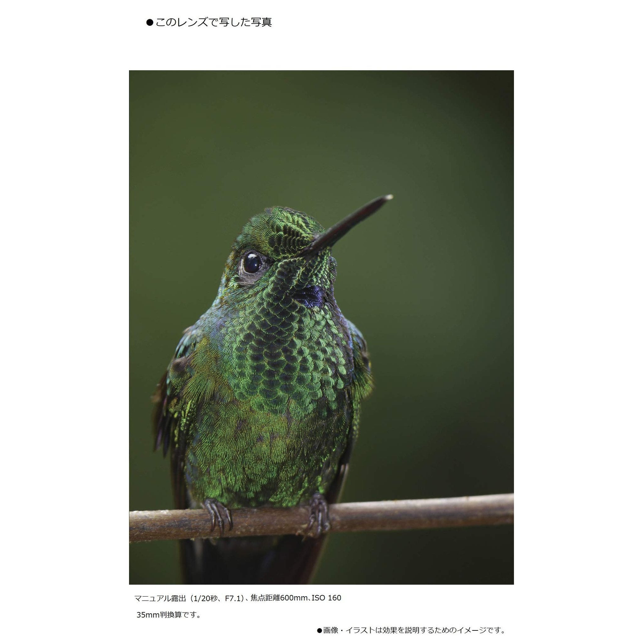 Panasonic Lumix G Vario 100-300mm f/4-5.6 II POWER O.I.S. Lens