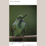 Panasonic Lumix G Vario 100-300mm f/4-5.6 II POWER O.I.S. Lens