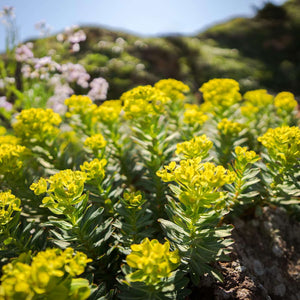 Sigma 12mm F1.4 DC | Contemporary for Fuji X