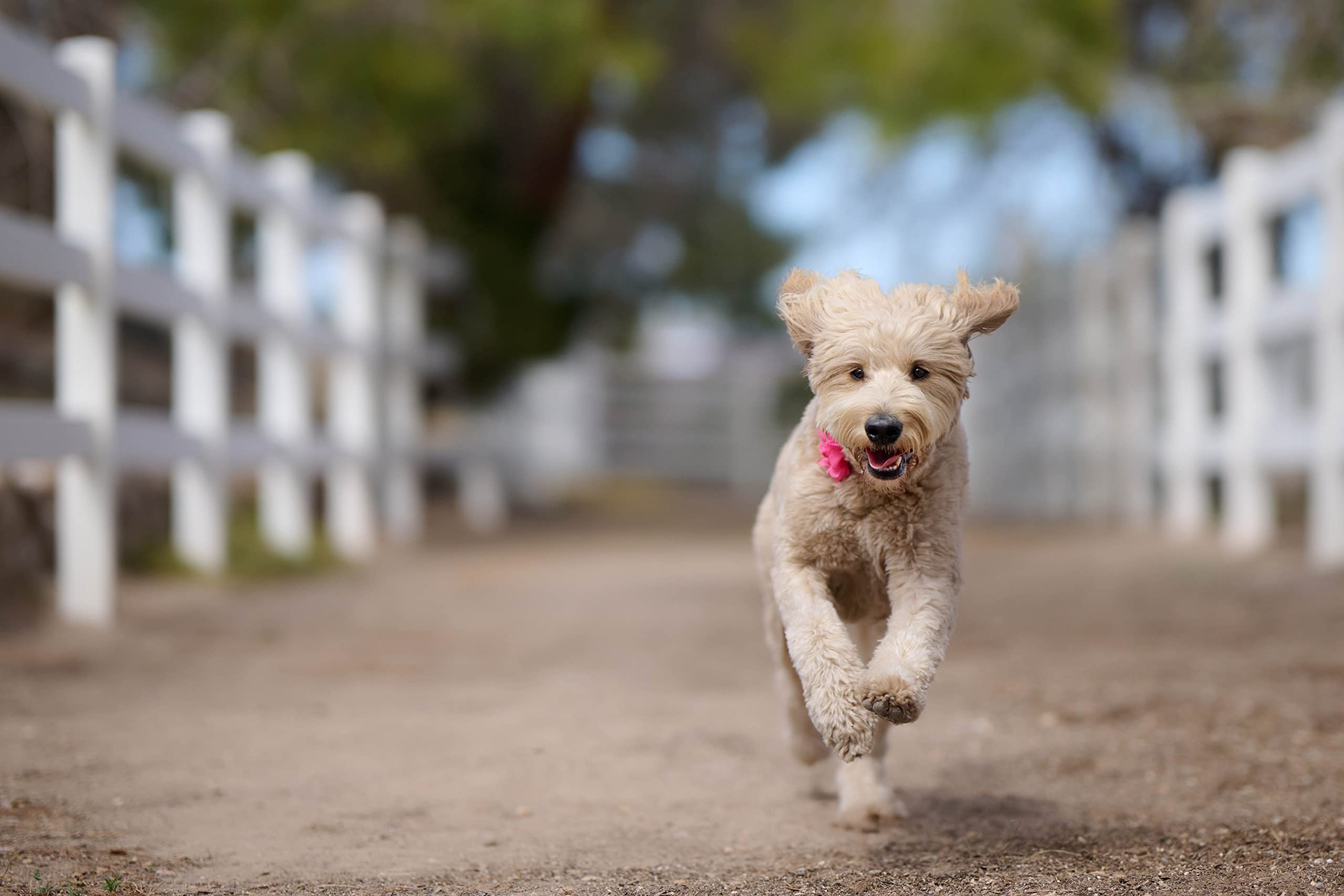 Nikon Z 8 FX-format Mirrorless Camera Body w/ NIKKOR Z 24-120mm f/4 S