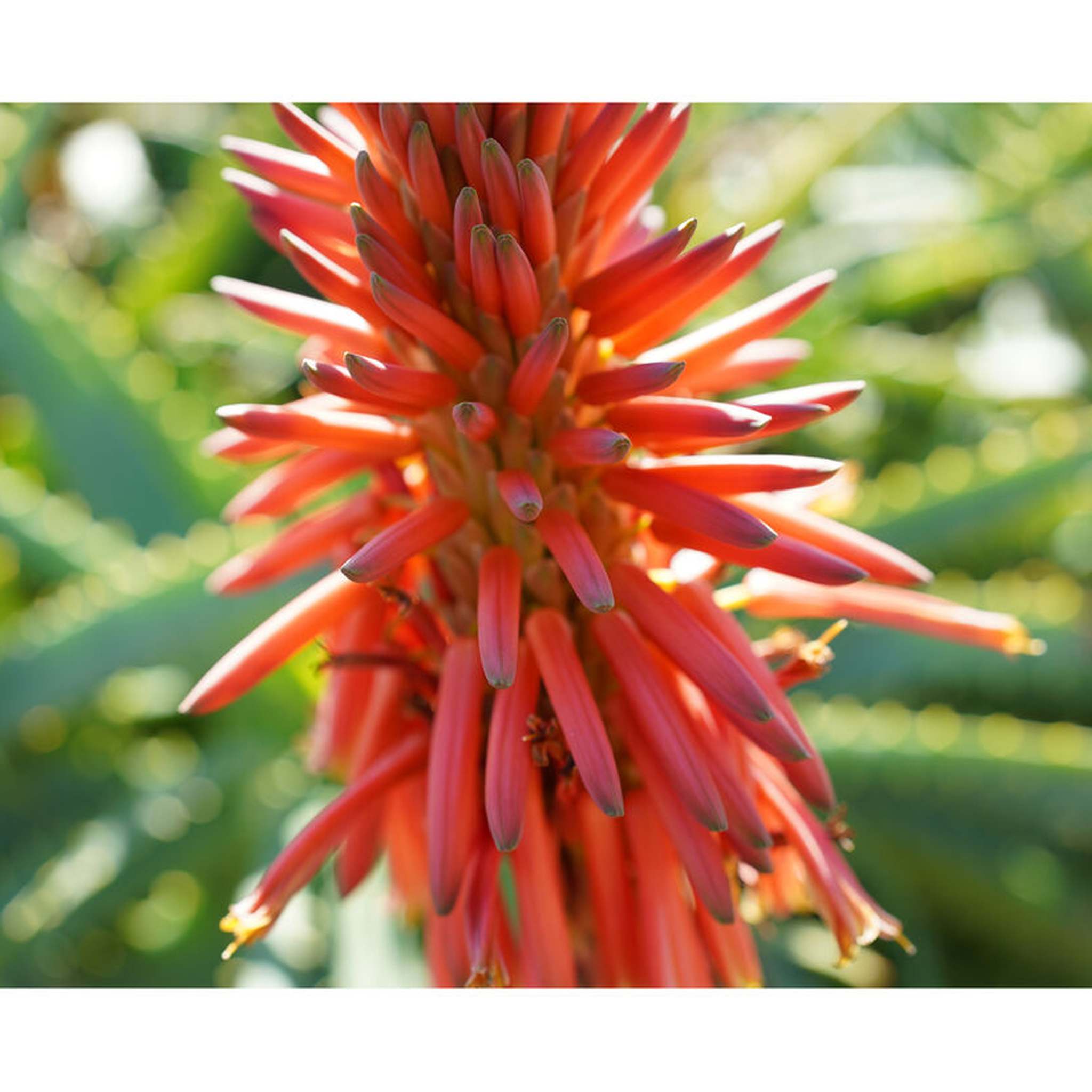 Sony FE 40mm f/2.5 G Full Frame Ultra Compact Lens + Lens Filter Kit + More