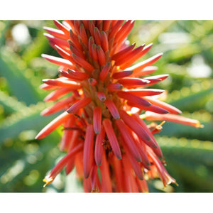 Sony FE 40mm f/2.5 G Full Frame Ultra Compact Lens + Lens Filter Kit + More