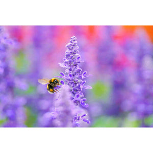 Sigma 105mm f/2.8 DG DN Macro Art Lens for Sony E Bundle