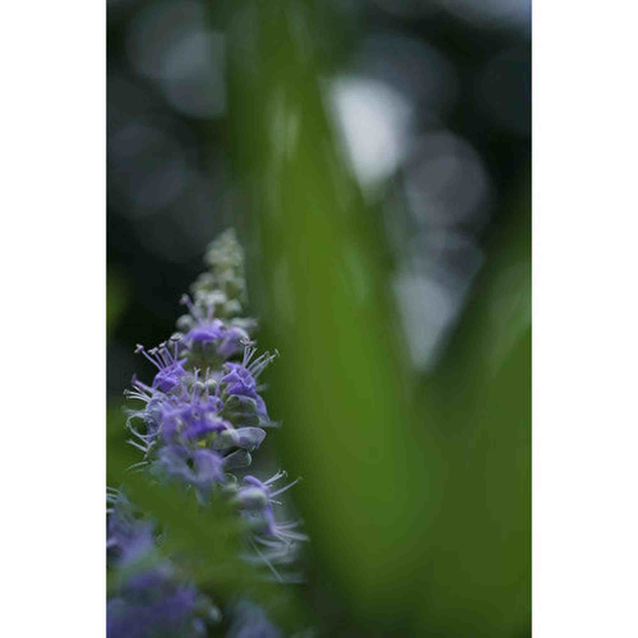 Sony FE 50mm f/2.8 Macro Lens + Cleaning Kit + Lens Filter Kit + Lens Cap