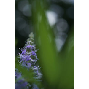 Sony FE 50mm f/2.8 Macro Lens + Sling Backpack + Photography Software + More