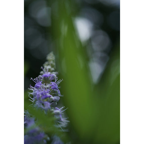 Sony FE 50mm f/2.8 Macro Lens + Sling Backpack + Photography Software + More