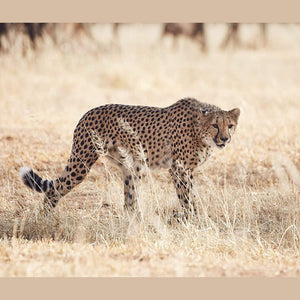 Tamron Super Zoom Lens SP 150-600mm f/5-6.3 Di VC USD G2 for Canon Full Size A022E Japan Import Tamron