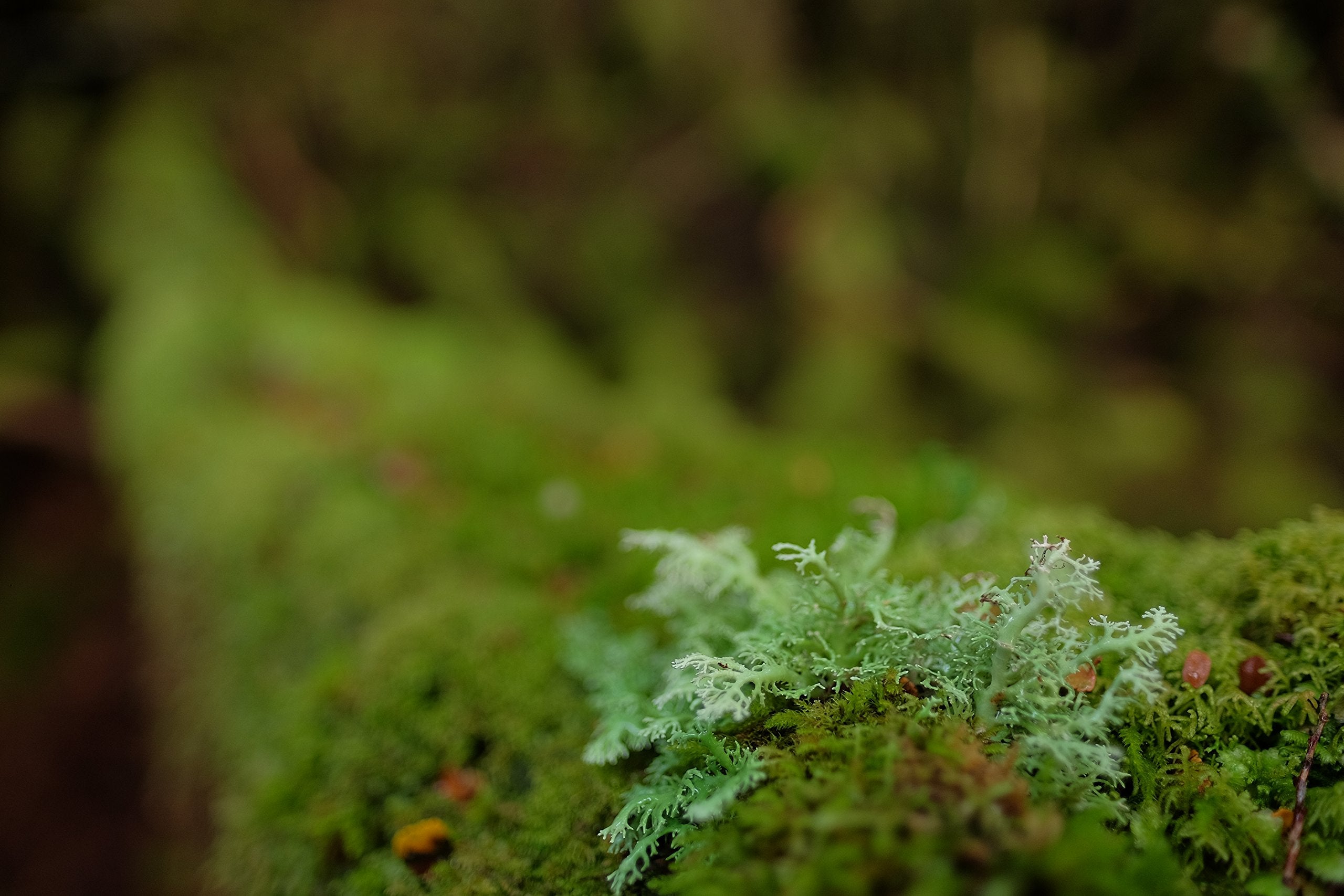 Fujinon XF 16mmF1.4 R WR - International Version No Warranty