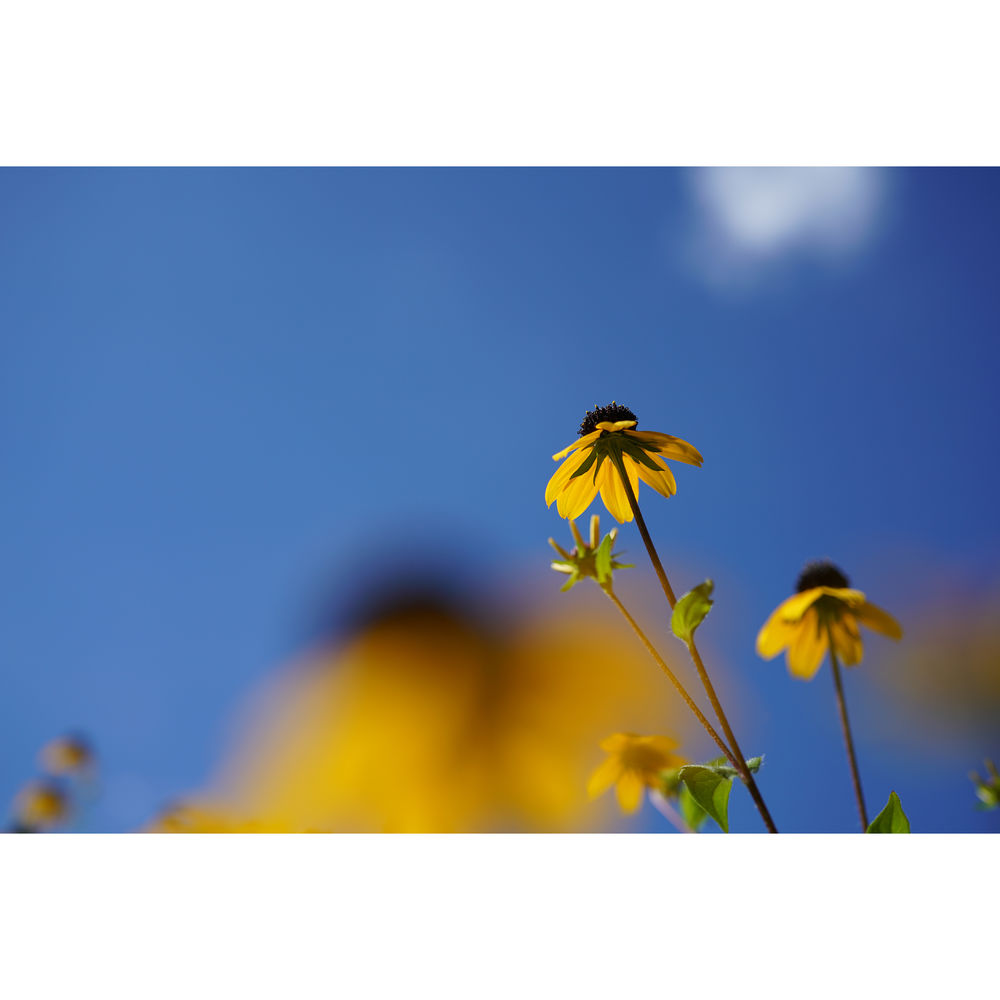 Sony FE 50mm f/2.8 Macro Lens + Sling Backpack + Photography Software + More