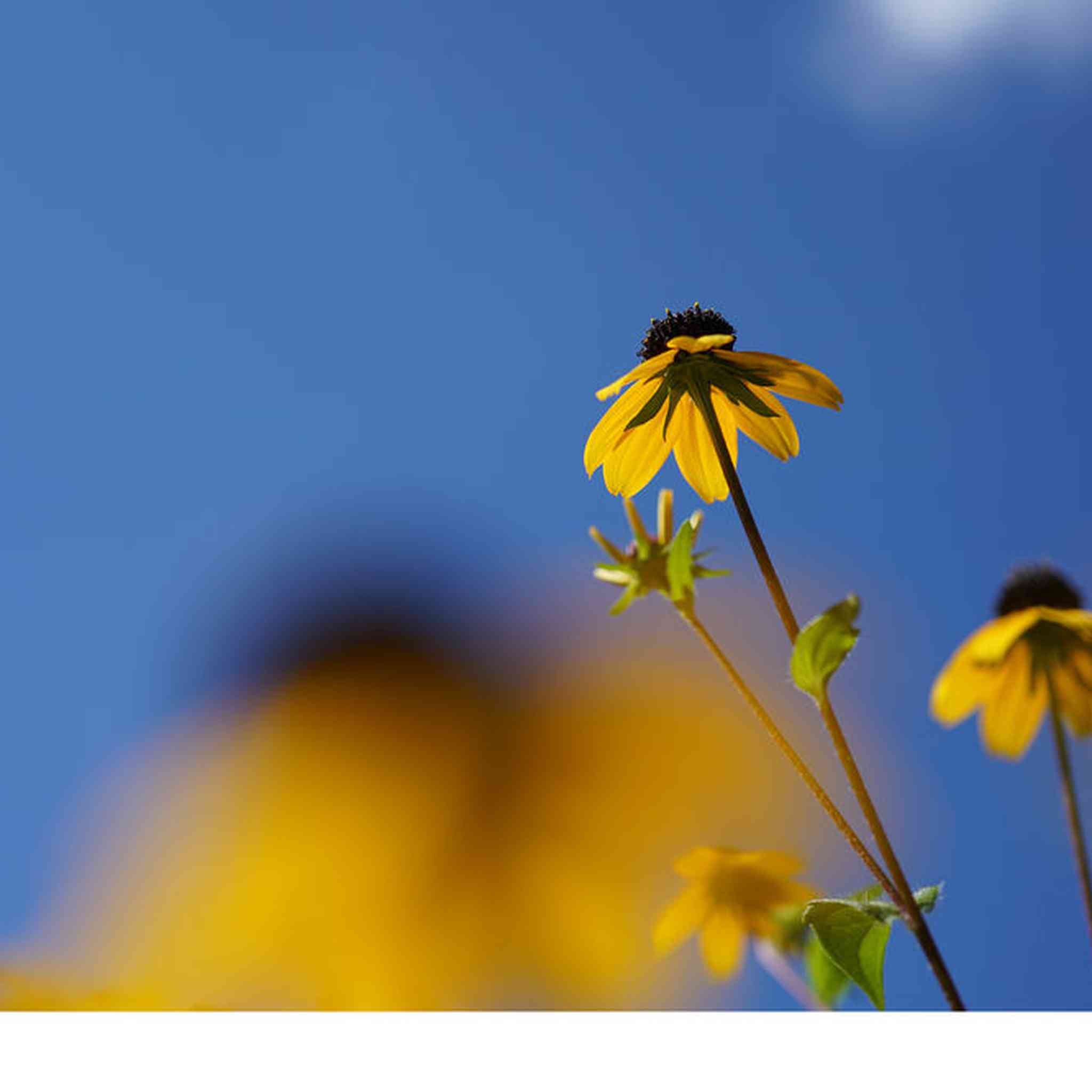 Sony FE 50mm f/2.8 Macro Lens + Cleaning Kit + Lens Filter Kit + Lens Cap