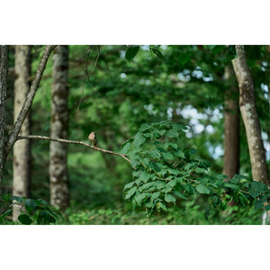 Sigma 20-200mm f/3.5-6.3 DG Lens Sony E Bundle 2