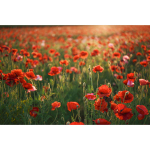 Sigma 28-45 1.8 DG DN Sony E Bundle